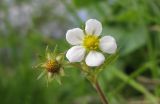 Fragaria vesca. Соцветие с цветком и завязавшимся плодом. Адыгея, Кавказский биосферный заповедник, хр. Каменное Море, ≈ 2000 м н.у.м., в расщелине скалы. 13.06.2015.