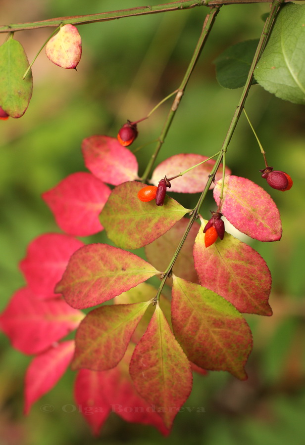 Изображение особи Euonymus alatus.