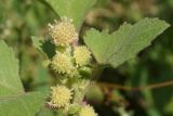 Xanthium orientale