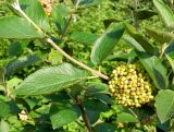 Viburnum lantana. Часть плодоносящего побега. Подмосковье, Одинцовский р-н, дер. Лайково, приусадебный участок. Август 2015 г.