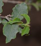 Malpighia glabra