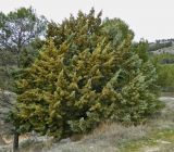 Cupressus arizonica. Шишконосящее растение. Испания, Кастилия-Ла-Манча, окр. г. Cuenca. Январь 2016 г.