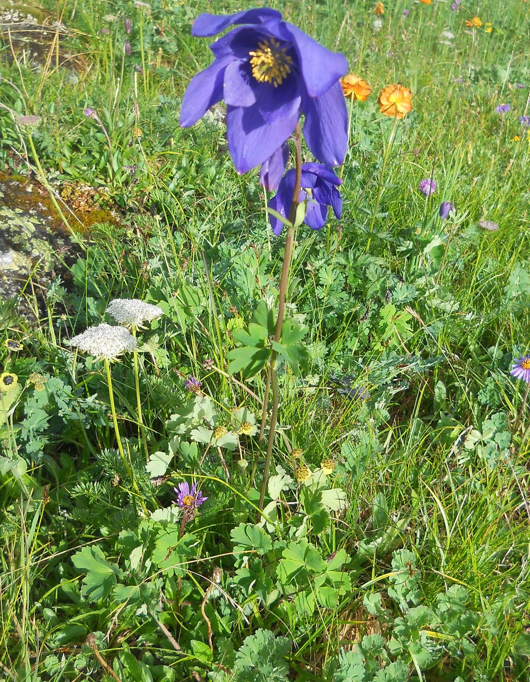 Изображение особи Aquilegia glandulosa.