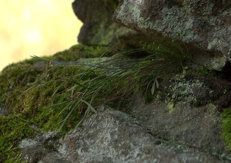 Image of Asplenium septentrionale specimen.