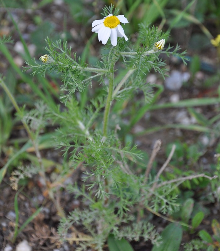 Image of Anacyclus clavatus specimen.