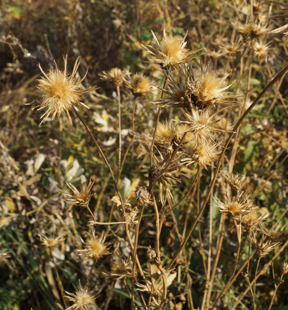 Изображение особи Serratula coronata.