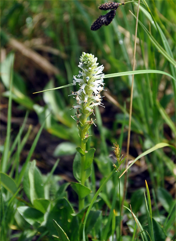 Изображение особи Lagotis integrifolia.