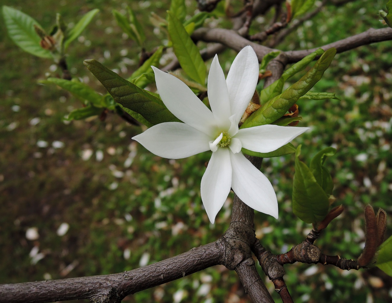 Image of Magnolia &times; loebneri specimen.