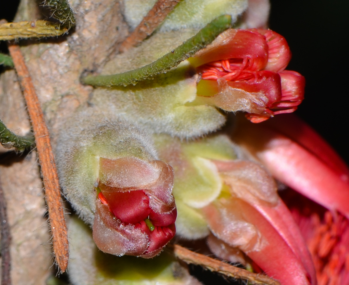 Image of Calothamnus villosus specimen.