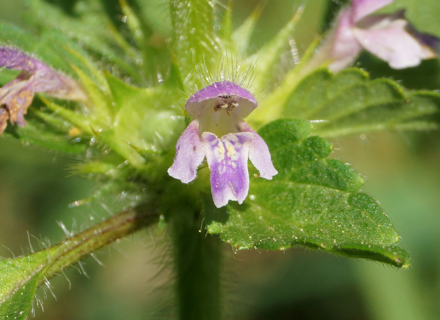 Изображение особи Galeopsis bifida.