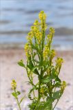 Barbarea stricta