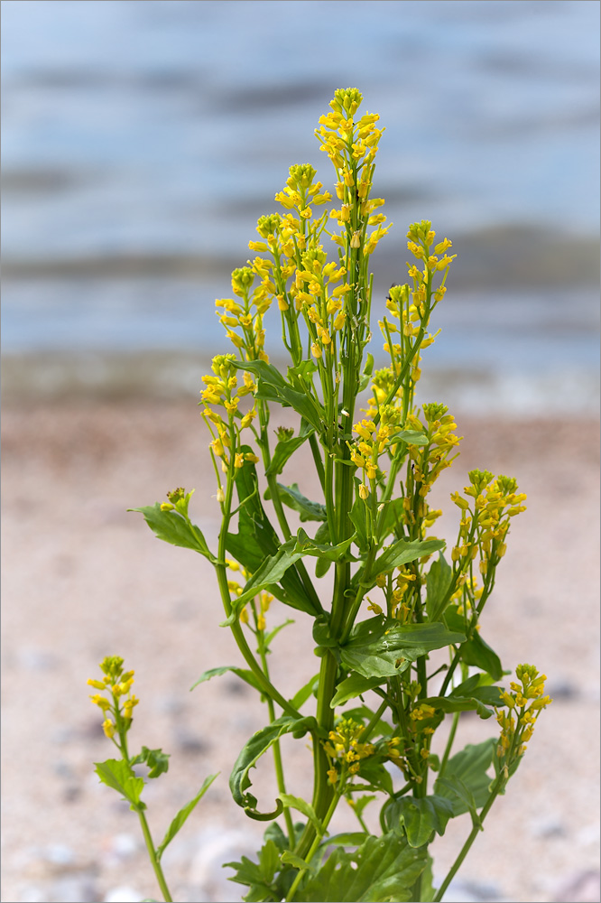 Image of Barbarea stricta specimen.