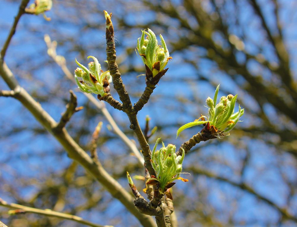 Image of genus Pyrus specimen.