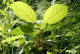 Frangula alnus