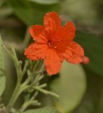 Image of taxon representative. Author is Татьяна Мальчинская
