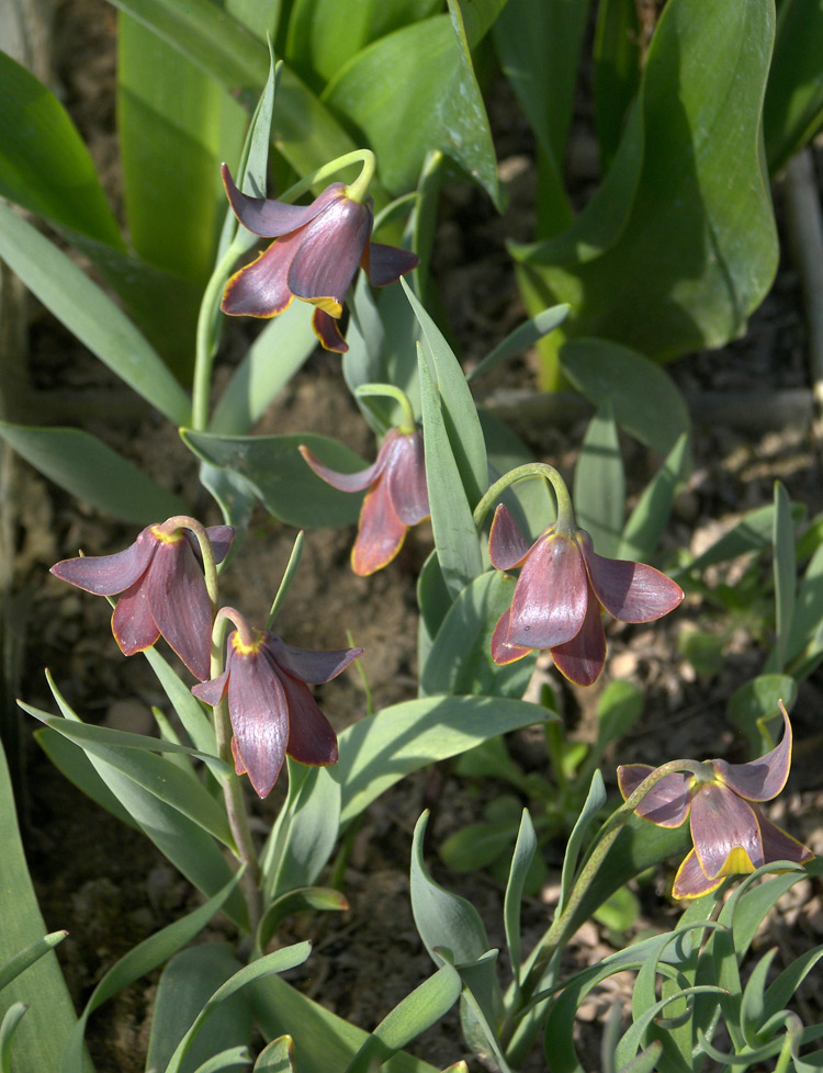 Изображение особи Fritillaria pinardii.