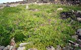 Lathyrus подвид pubescens