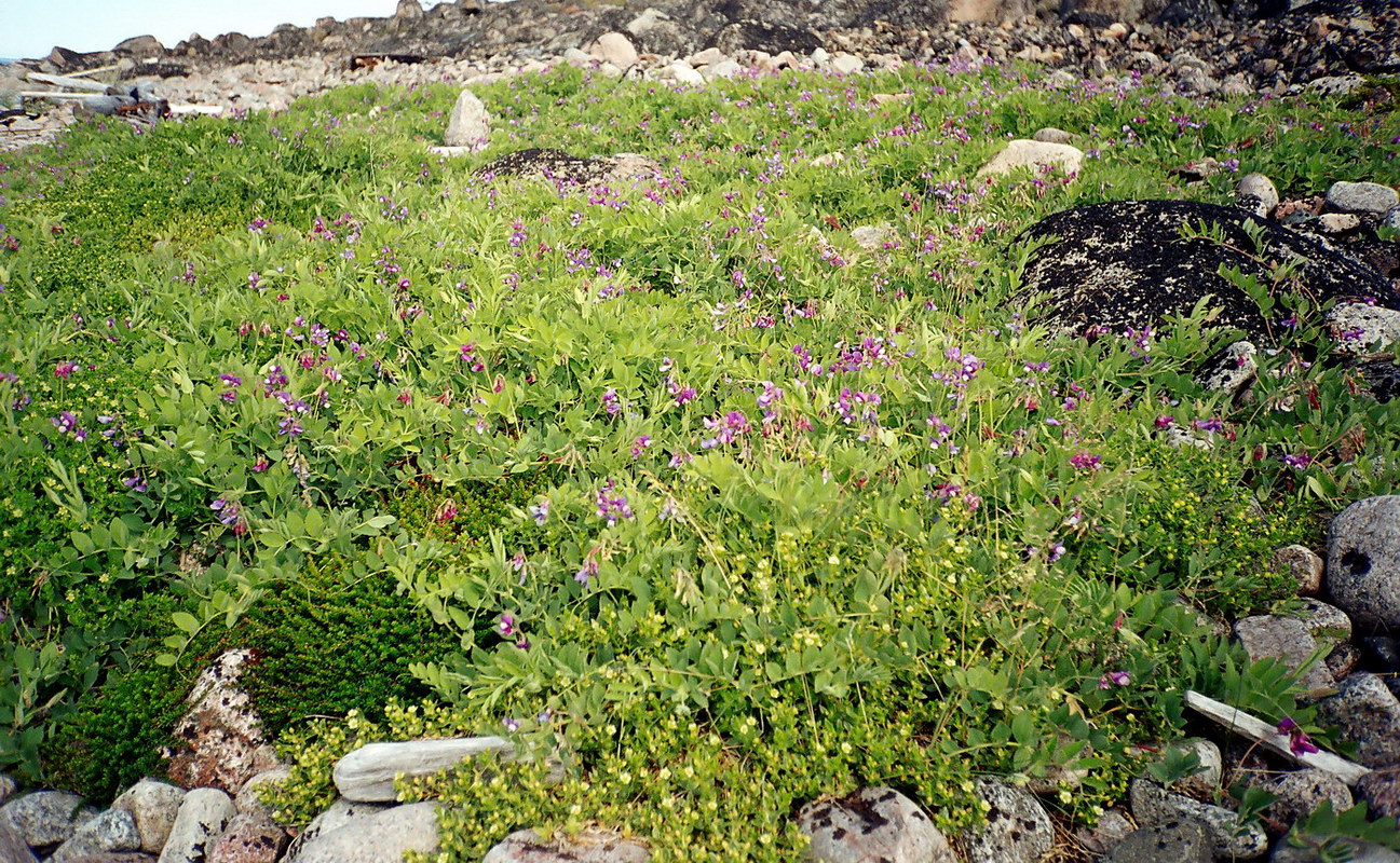 Изображение особи Lathyrus japonicus ssp. pubescens.