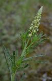 Reseda lutea