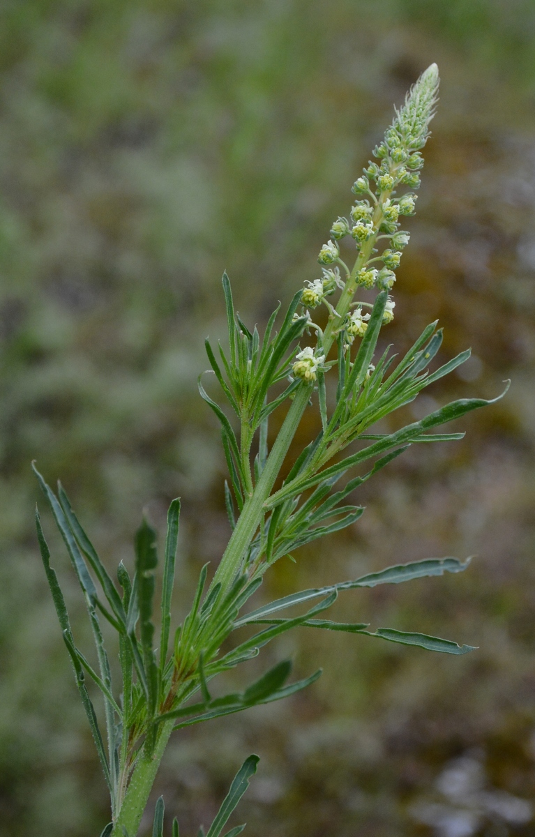 Image of Reseda lutea specimen.