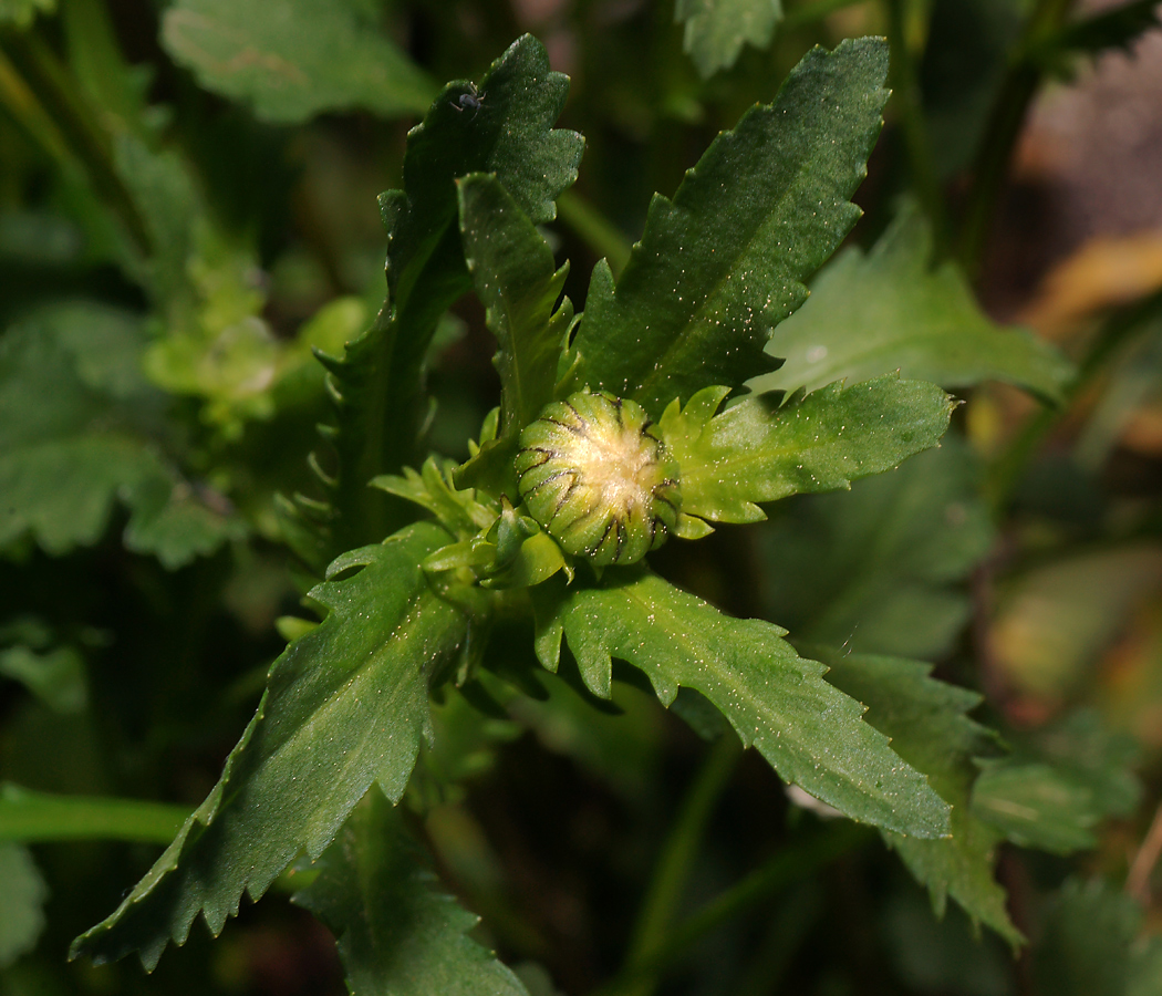 Image of Leucanthemum vulgare specimen.