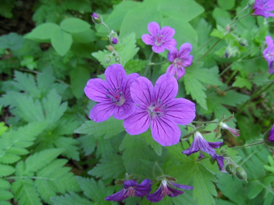 Изображение особи Geranium sylvaticum.