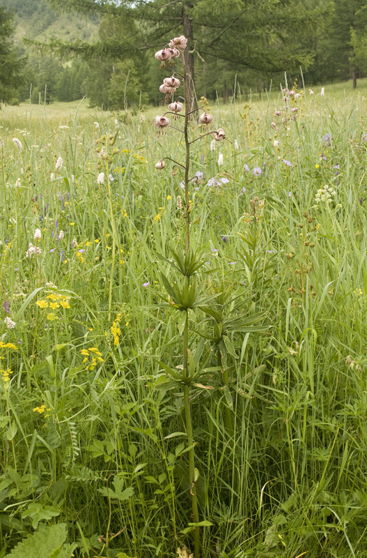 Image of Lilium pilosiusculum specimen.