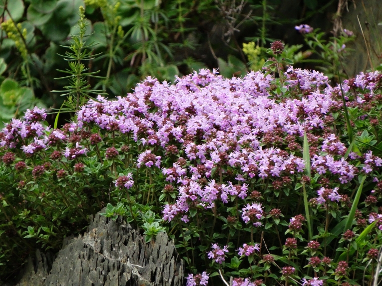 Изображение особи род Thymus.