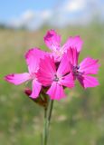Dianthus borbasii