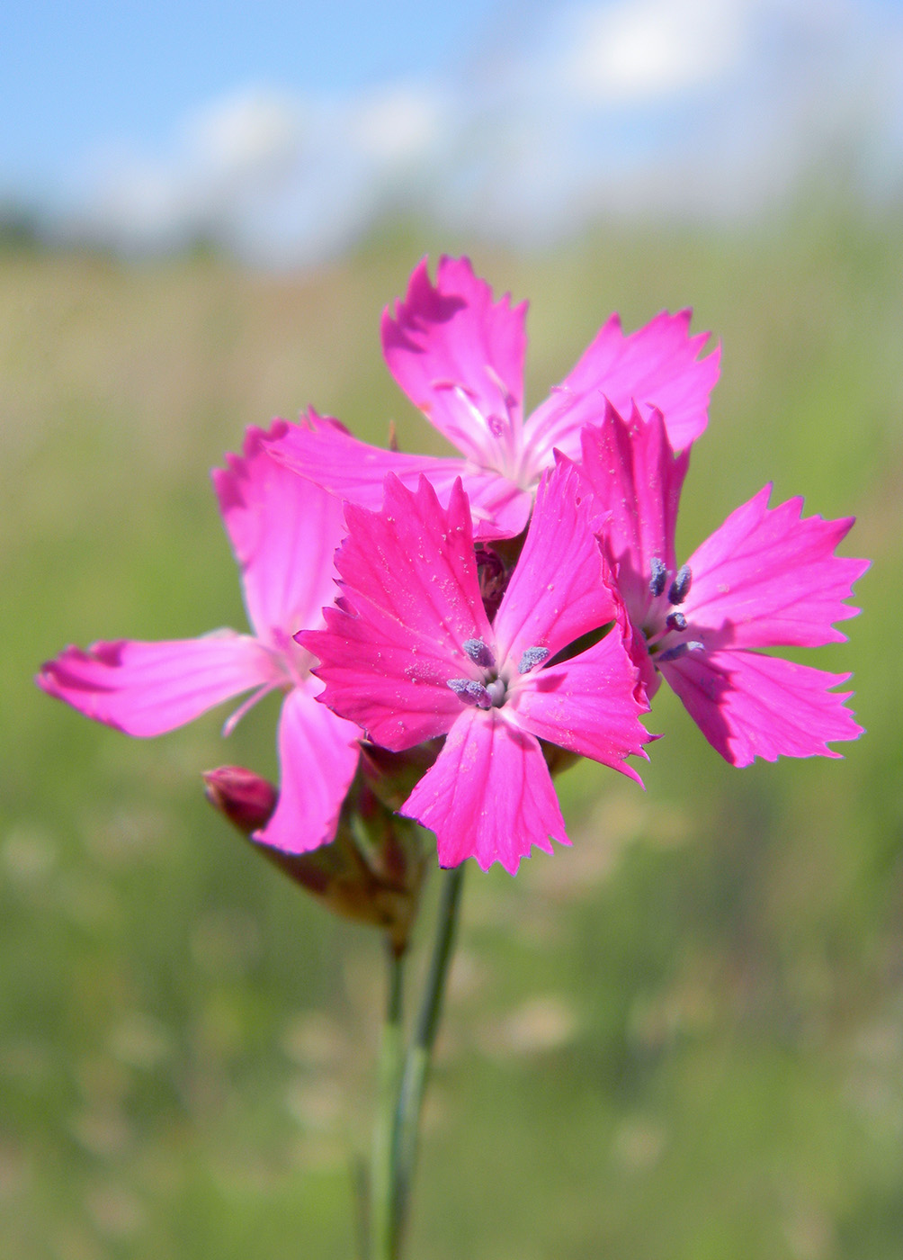 Image of Dianthus borbasii specimen.