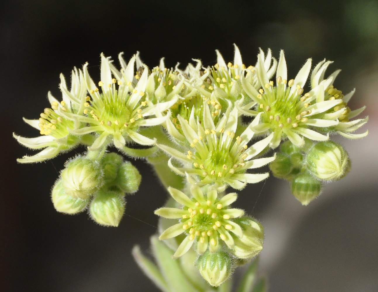 Изображение особи Sempervivum ciliosum.