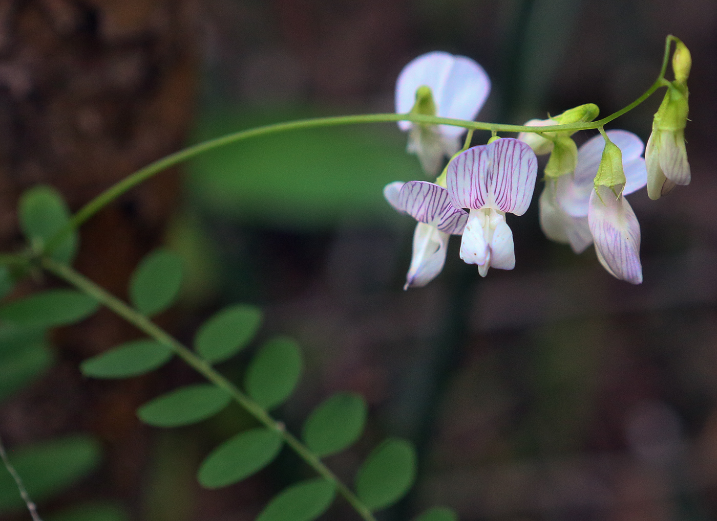 Image of Vicia sylvatica specimen.