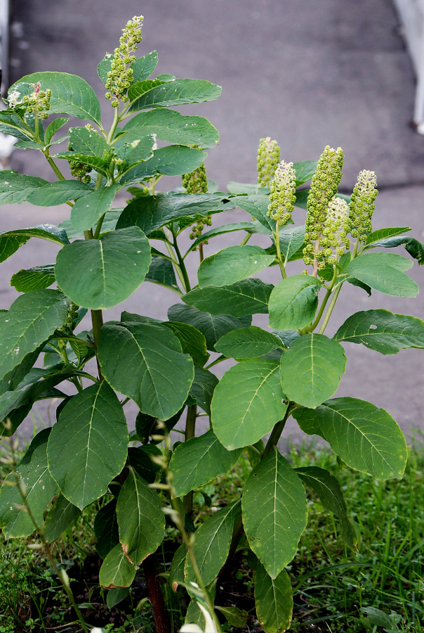 Изображение особи Phytolacca acinosa.