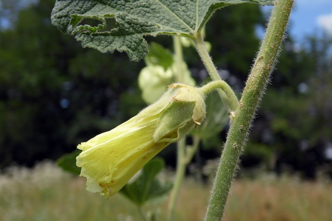 Image of Alcea rugosa specimen.