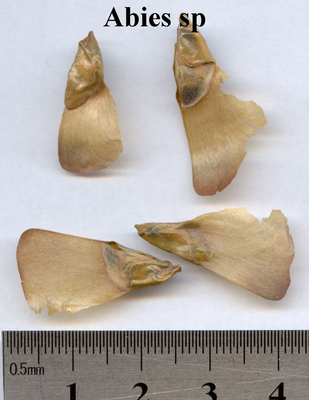 Image of genus Abies specimen.