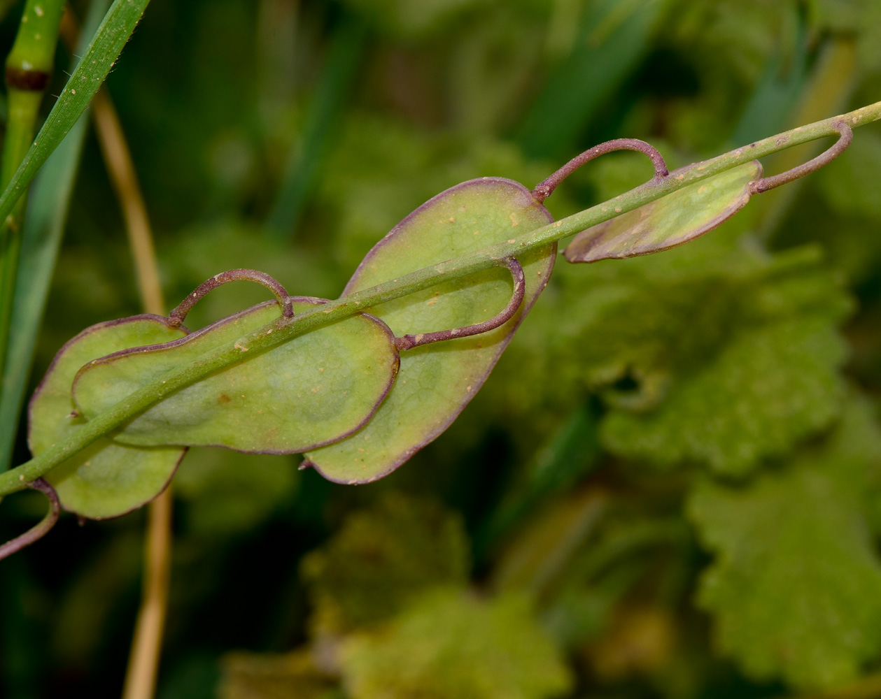 Image of Ricotia lunaria specimen.