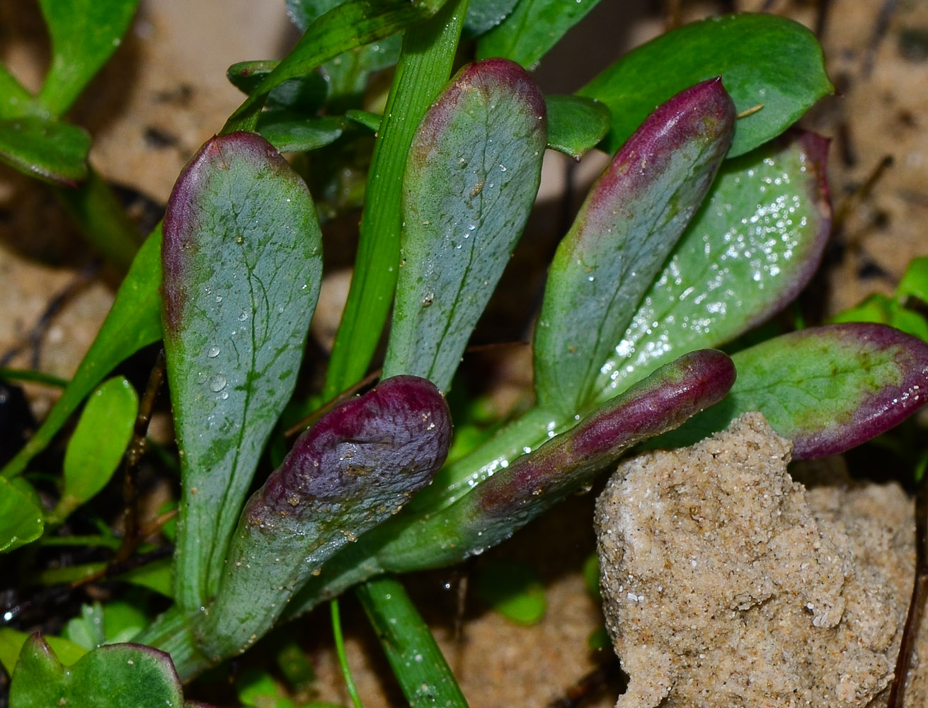 Изображение особи Crithmum maritimum.