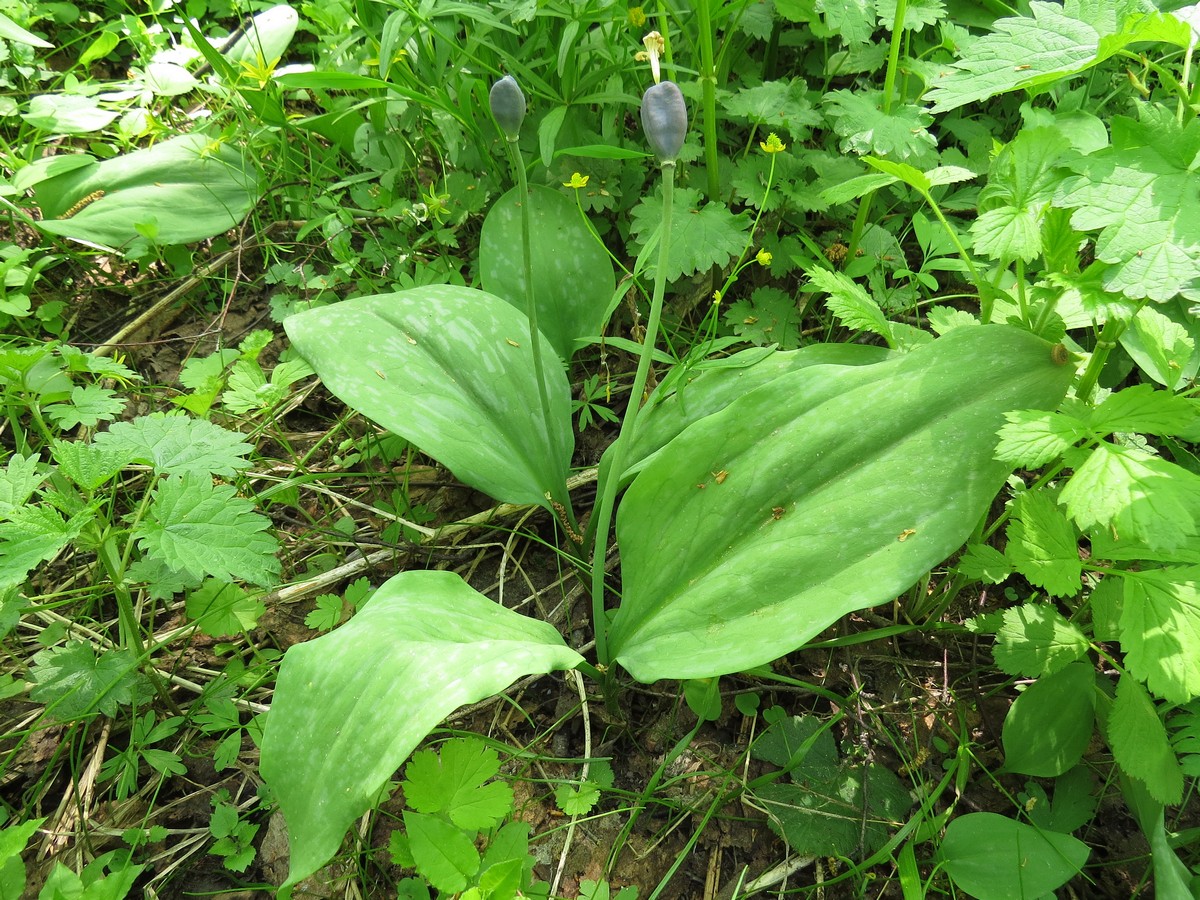 Изображение особи Erythronium sibiricum.