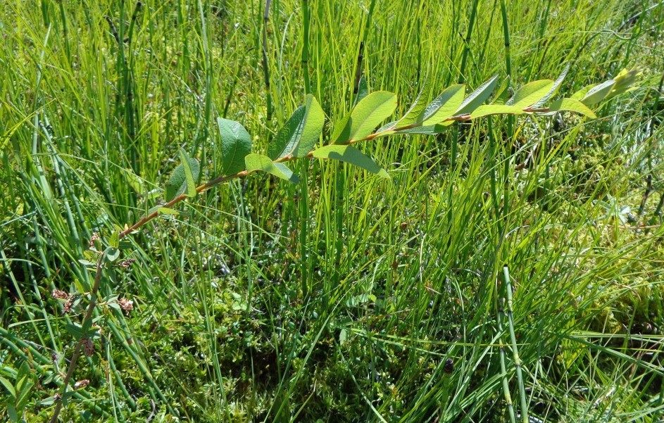 Изображение особи Salix myrtilloides.