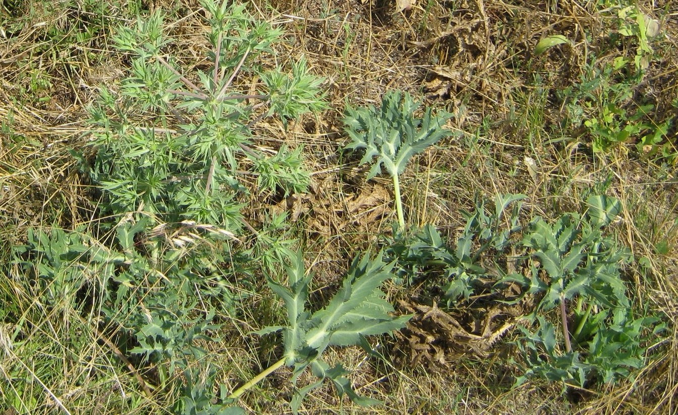 Изображение особи Eryngium campestre.