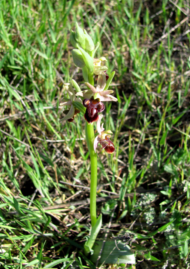 Изображение особи Ophrys mammosa ssp. caucasica.