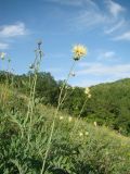 Rhaponticoides ruthenica. Верхушка цветущего растения. Пензенская обл., Лунинский р-н, окр. с. Белый Ключ, холм Чердак, луговая степь. 19 июня 2015 г.