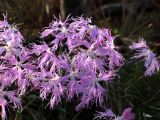 Dianthus superbus. Цветки. Алтайский край, Змеиногорский р-н, ГПЗ \"Тигирекский\" - Белорецкий участок; Западный Алтай, ось Тигирекского хребта, выположенный водосборный склон истока Бабьего Ключа в развилке северо-западных отрогов горы Разработная (Рассыпной Камень - устаревш.); верхняя граница леса, пояс полидоминантного субальпийского высокотравья; микросайт с несомкнутым покровом в разреженном коряво-карликовом кедраче (Pinus sibirica) на погребенном курумнике; выс. 1525 м н.у.м. 9 июля 2016 г.