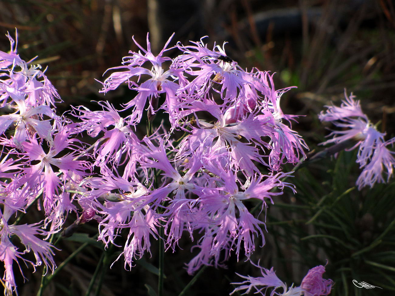 Изображение особи Dianthus superbus.