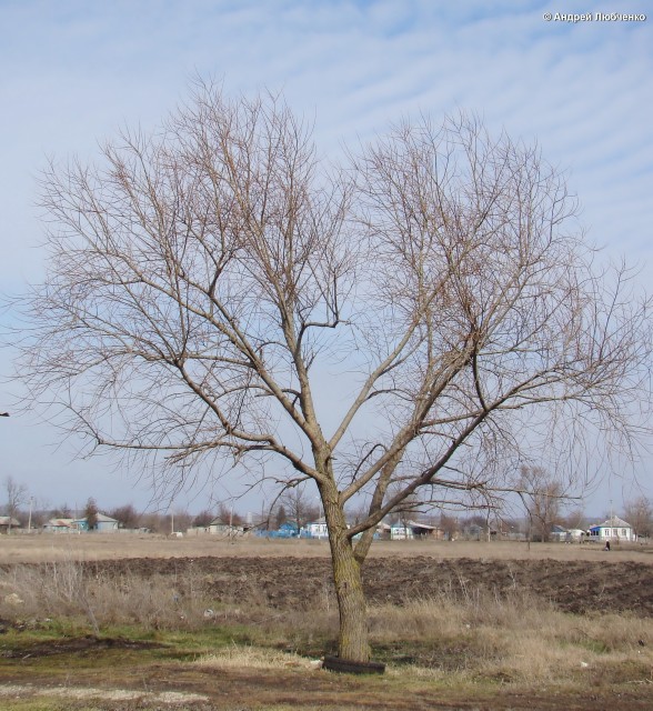 Image of Salix euxina specimen.