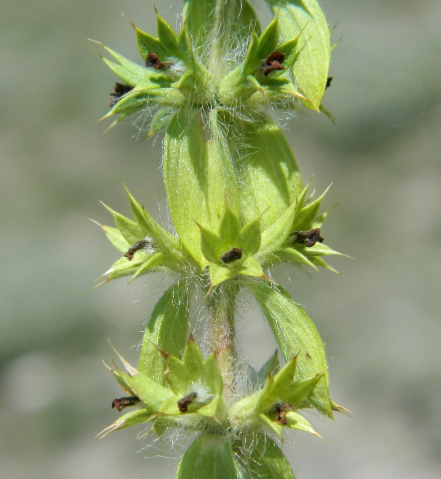 Image of Sideritis montana specimen.