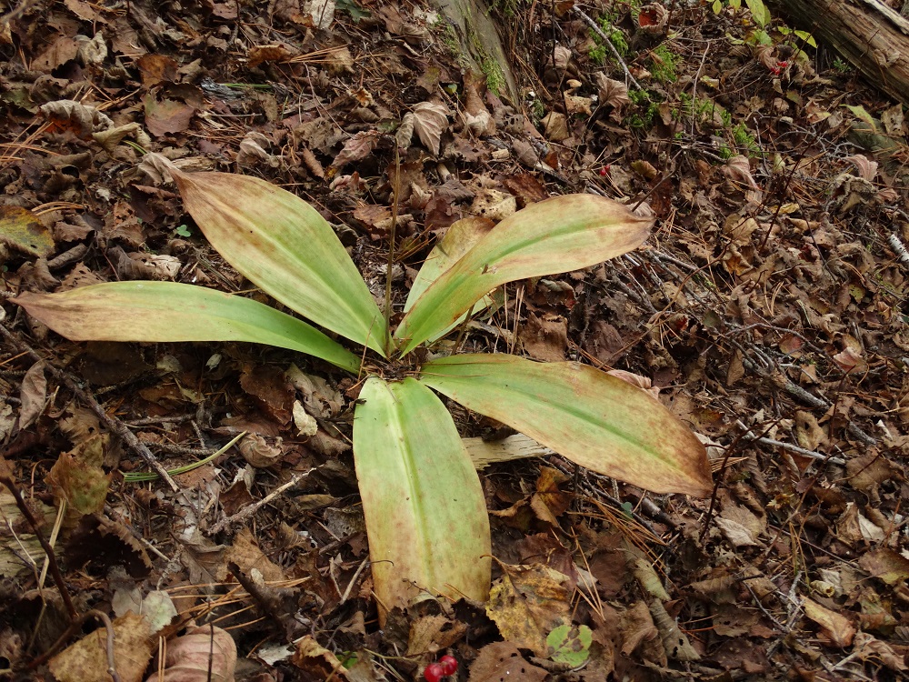 Image of Clintonia udensis specimen.