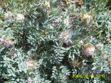 Astragalus karjaginii