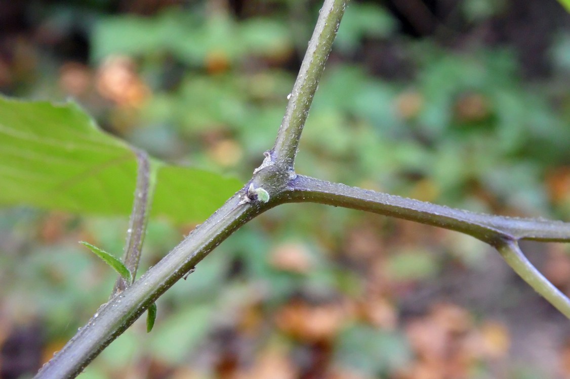 Image of Solanum nigrum specimen.