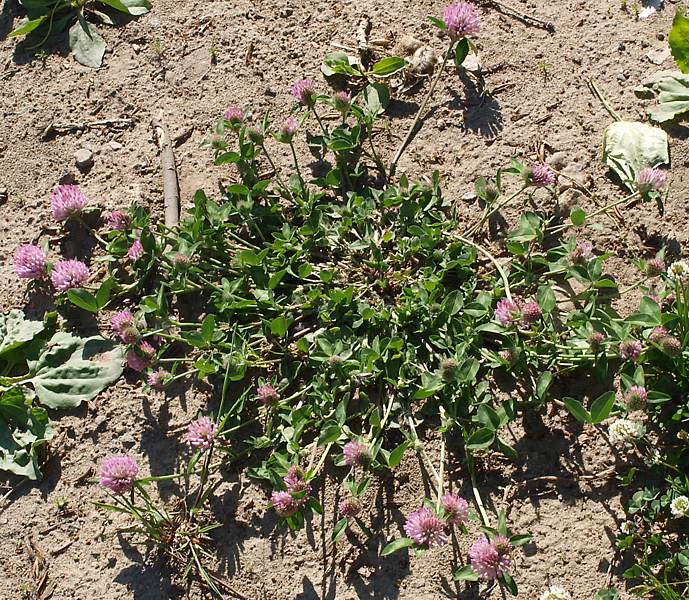 Изображение особи Trifolium pratense.